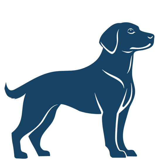Medium Dog